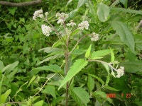 ≪ 골등골나물 무엇인가?