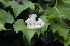 ≪ 하늘타리 무엇인가?