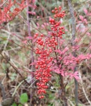 ≪ 남천 무엇인가?