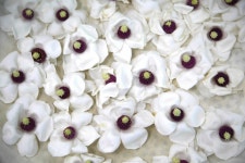 ≪ 함박꽃나무(천녀목란=산목련) 무엇인가?