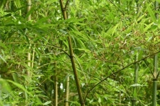 ≪ 솜대(담죽) 무엇인가?