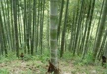 ≪ 왕대(고죽) 무엇인가?