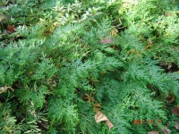 약초관찰여행 기념사진 190부