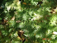 약초관찰여행 기념사진 188부