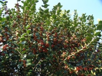 약초관찰여행 기념사진 188부