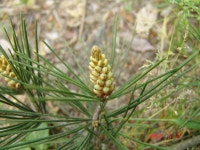 약초관찰여행 기념사진 115부