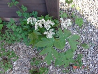 약초관찰여행 기념사진 175부