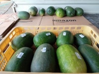 ≪ 동아(동과) 무엇인가?