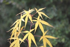 ≪ 부용 무엇인가?