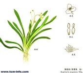 ≪ 올미(압설두) 무엇인가?