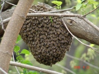 뽕나무(산뽕나무) 무엇인가?