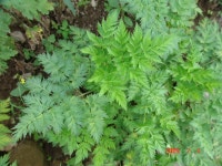 약초관찰여행 기념사진 99부