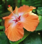 ≪ 대연수목전시원-약초관찰여행(수영문화원+전통인술보존회)