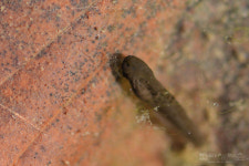 『한라생태숲』꼬물꼬물 - 제주환경일보 『한라생태숲』꼬물꼬물﻿