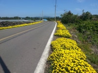 마을진입로의 꽃길 - 제주의 마을 애월읍 어음2리 마을진입로의 꽃길 | 제주특별자치도청