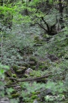 『한라생태숲』 조릿대 틈으로 작고 하얀 꽃이 방긋 - 제주환경일보 『한라생태숲』 조릿대 틈으로 작고 하얀 꽃이 방긋