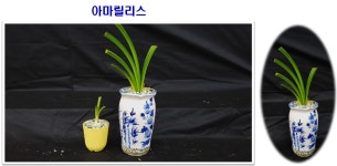 장터 - 한라생태숲