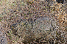 『한라생태숲』암석원 연못가에는 - 제주환경일보 『한라생태숲』암석원 연못가에는﻿