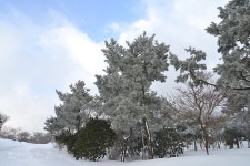 『한라생태숲』 곰솔조차 하얗게  - 제주특별자치도 제주특별자치도