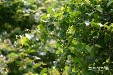 『한라생태숲』 산책로엔 달콤한 향기가 솔솔 - 제주환경일보 『한라생태숲』 산책로엔 달콤한 향기가 솔솔