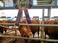 게시물 보기 페이지