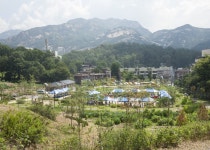  은평구, ‘향림도시농업체험원에서 벼 베기 체험하세요’ - 전국매일신문  은평구, ‘향림도시농업체험원에서 벼 베기 체험하세요’