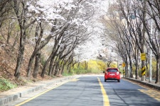  서울 서초구, 8일 방배로 도구머리공원 일대에서 제5회 벚꽃축제 - 전국매일신문  서울 서초구, 8일 방배로 도구머리공원 일대에서 제5회 벚꽃축제