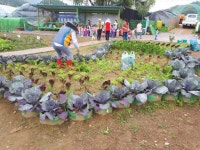  금천구, 2019년 친환경 주말농장 분양 접수 - 전국매일신문  금천구, 2019년 친환경 주말농장 분양 접수