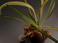 즐난 직거래장터