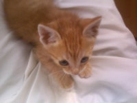 사고팔고장터 읽기(고양이 분양합니다.)