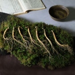 조이젠 삼내음농장 산양산삼 10년근 7뿌리 선물용 장뇌삼