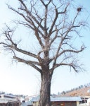 보호수 < 국가유산 < 역사/문화 < 문화관광
