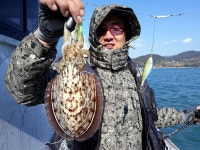 (南)남해조황 - [해호낚시] 갑오징어 이시기에 선수급 조사님들은 40여수를 넘기시기도