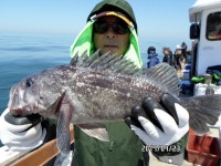 (南)남해조황 - [해호낚시] 가거도 우럭 열기 굿~ 조황이네요.