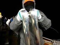 [해호낚시] 연일 갈치풍년이네요 즐거운주말 되세요.