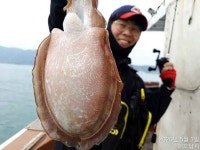 쭈.갑 먹물조황+ - [여수해호낚시] 신발짝 갑돌이들 오늘은 마릿수도 받쳐주네요.