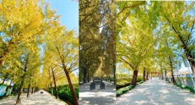 무장애 나들이 코스 가을의 정취를 느낄 수 있는 강진 무장애 나들이 코스 두번째 : 담양 메타세쿼이아 랜드