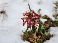 패랭이 :: 우리꽃 뜨락