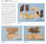 가죽나무♭, 저백피樗白皮☆, 가중나무(이) :: 우리꽃 뜨락