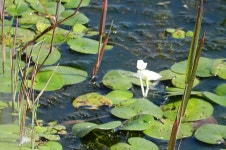 자라풀♭ 수별(水鱉)·지매(地梅)·모근 :: 우리꽃 뜨락