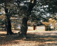 경주 계림 | 월성지구 | 세계문화유산 | 국가유산·역사 | 경주문화관광 경주문화관광