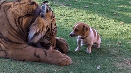 	야 나도좀 줘봐.gif - 킥오프 야 나도좀 줘봐.gif