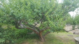 	노무현 대통령 사저 직찍.jpg - 킥오프 노무현 대통령 사저 직찍.jpg