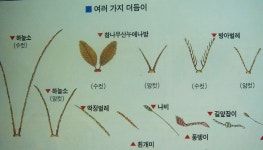 아까리마 헤어아트 | KJCLUB - 일본인의 더듬이