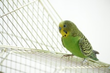 집에서 키우는 잉꼬에요. [디자인 : 디자인 자료실] KMUG   