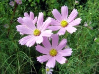 코스모스 [디자인 : 디자인 자료실] KMUG   