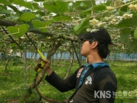 보성군, 고품질 참다래 생산 위한 인공수분 현장지원 총력 - KNS뉴스통신 보성군, 고품질 참다래 생산 위한 인공수분 현장지원 총력