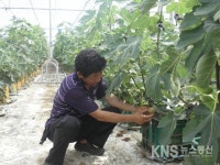 해남 땅끝무화과 수확 한창 - KNS뉴스통신 해남 땅끝무화과 수확 한창
