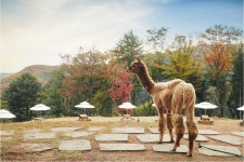 기차여행은 코레일관광개발