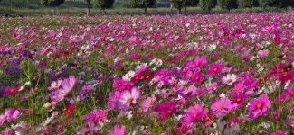 기차여행은 코레일관광개발